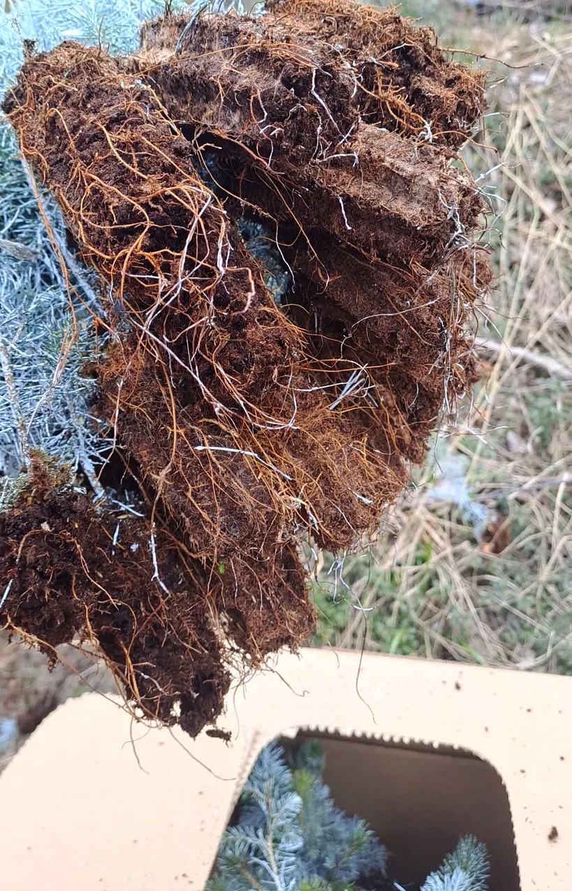 Uttorkad rotklump och leveranskartong med plantor